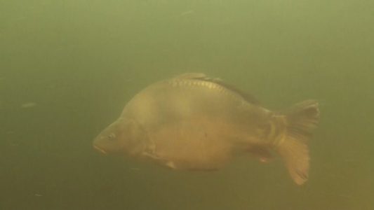 Close encounter in het Veenmeer