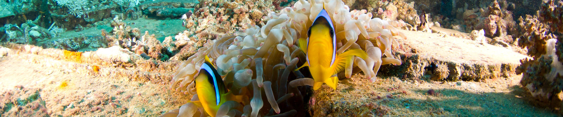 Calamari organiseert in 2022 weer de Onderwaterbiologie-opleiding