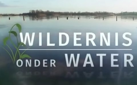 Wildernis onder water