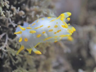 P5261435 (2)