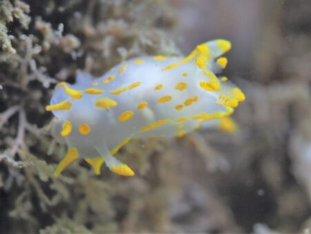 P5261435 (2)