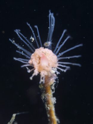 P5261472 (2)