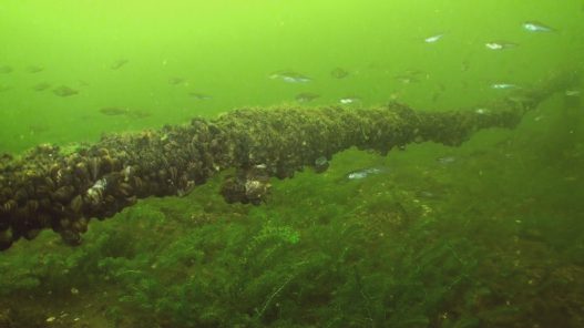 baarsjes en mosselen