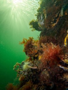 Tally - Dreischoor gemaal