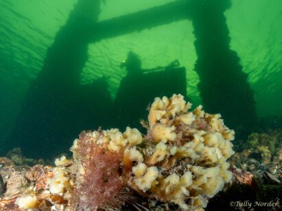 Tally - Dreischoor gemaal2