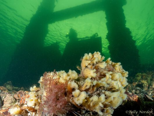 Tally - Dreischoor gemaal2