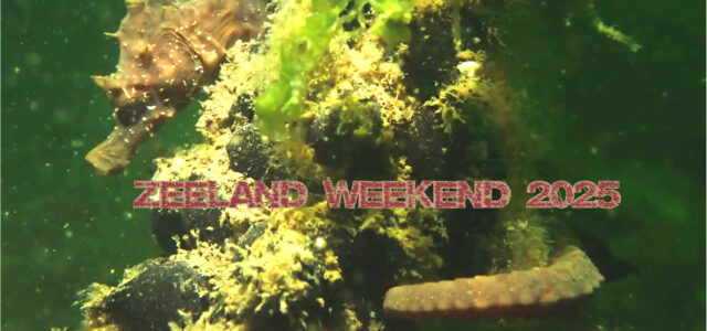Zeepaardje op bestelling (Zeelandweekend 2025)