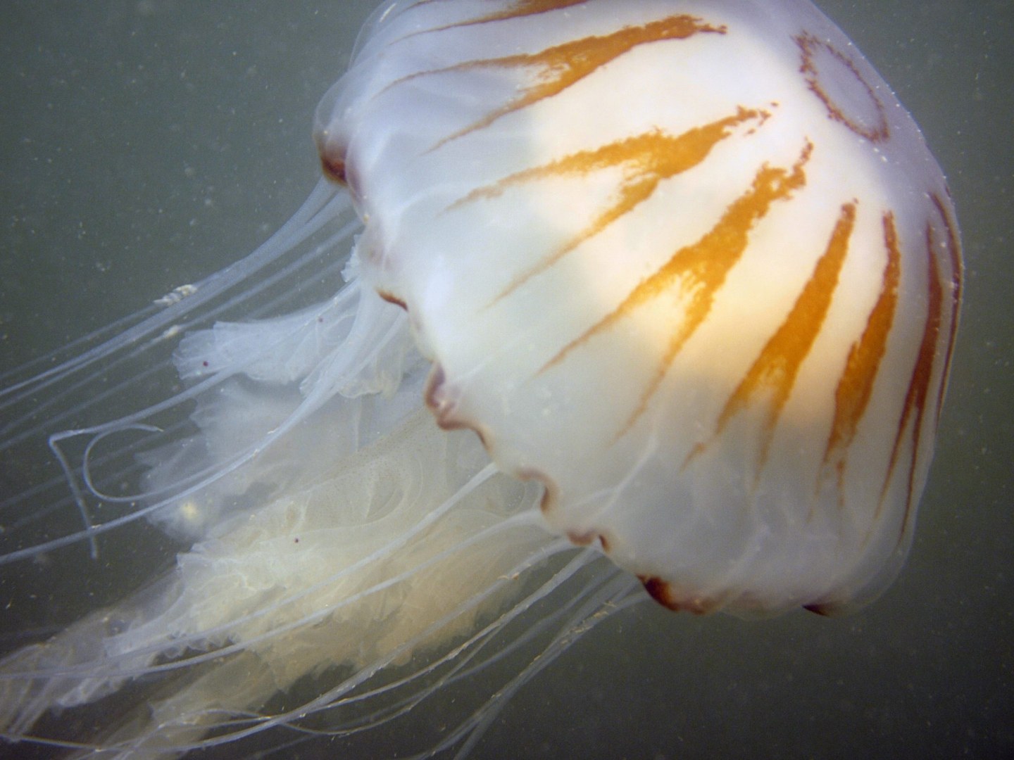  Kompaskwal Chrysaora hysoscella Zoetersbout