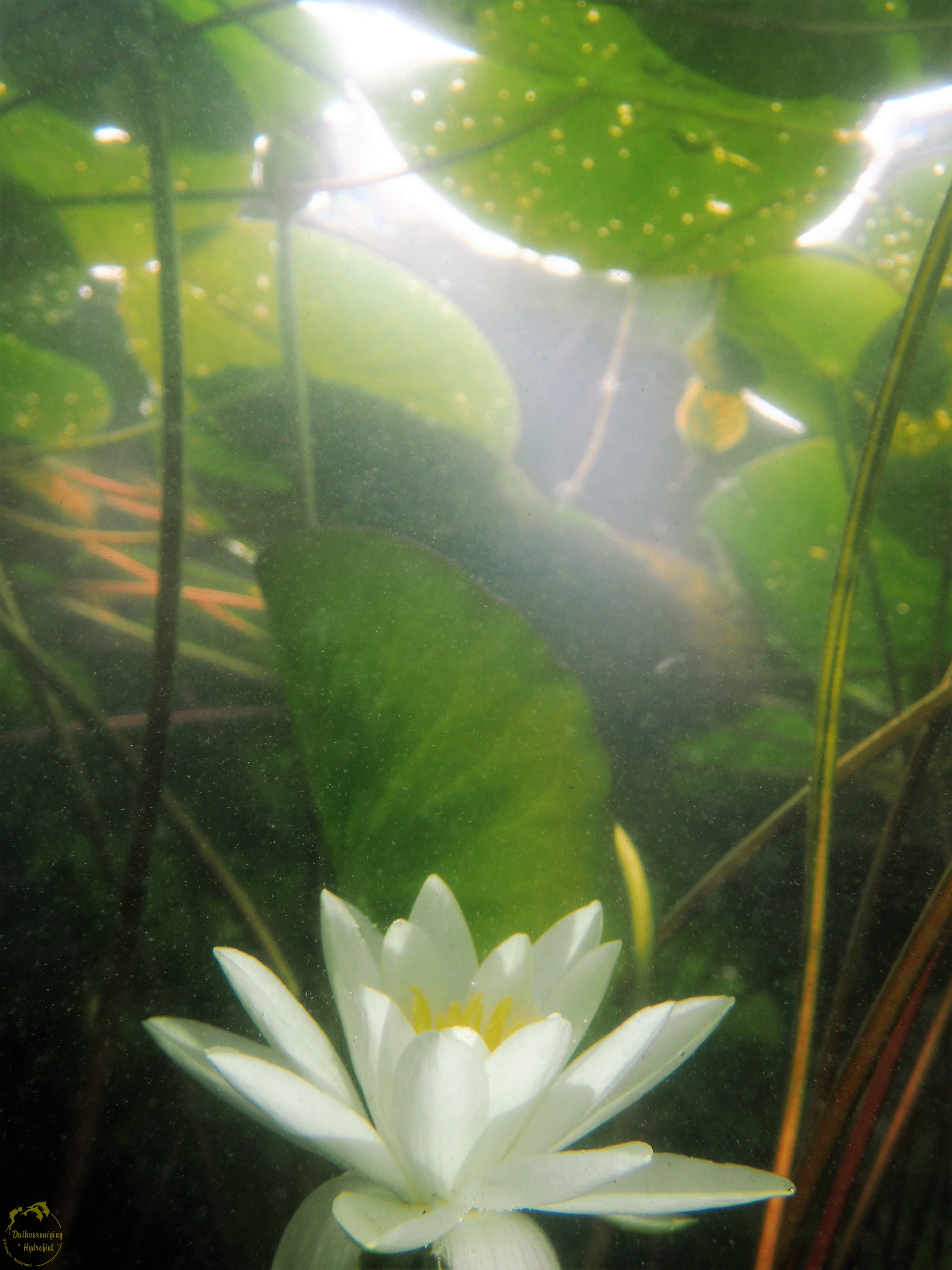 Verdrongen Witte waterlelie (Nymphaea alba) 2017 Hulseboschgat
