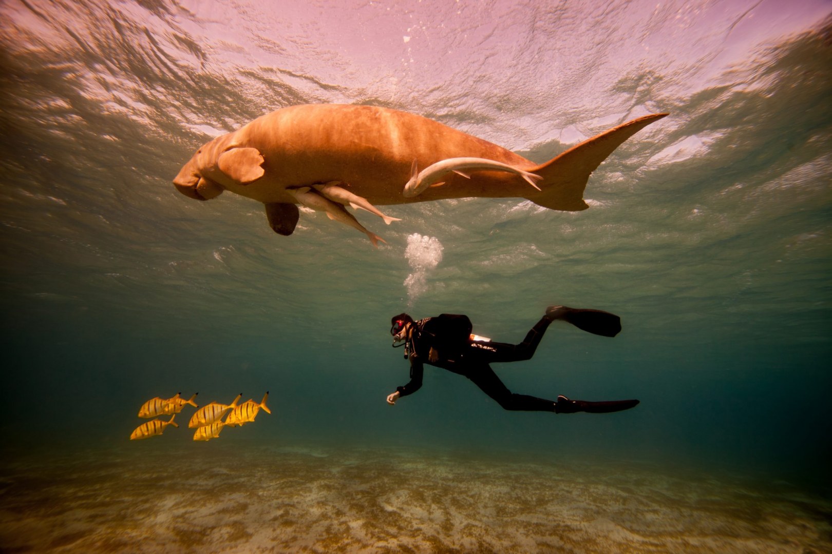 Doejong (Dugong dugon)