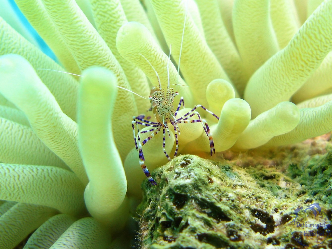 Pedersons anemoongarnaal (Ancylomenes pedersoni) 2016 Bonaire