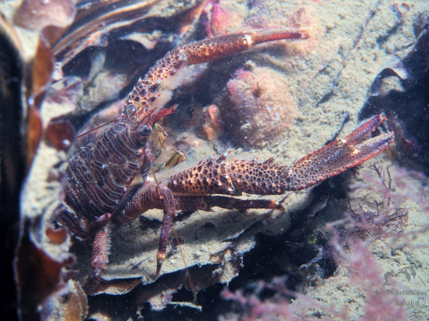 Zwarte Galathea_Oosterschelde-Zoetersbout.jpg