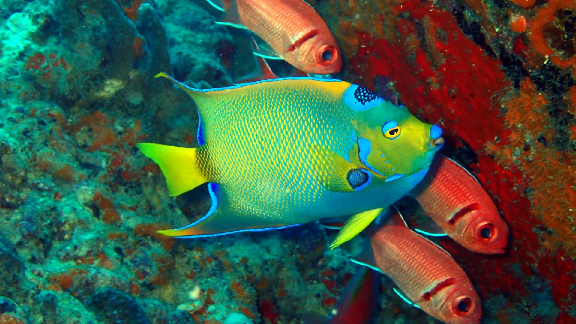 gekroonde keizers vis