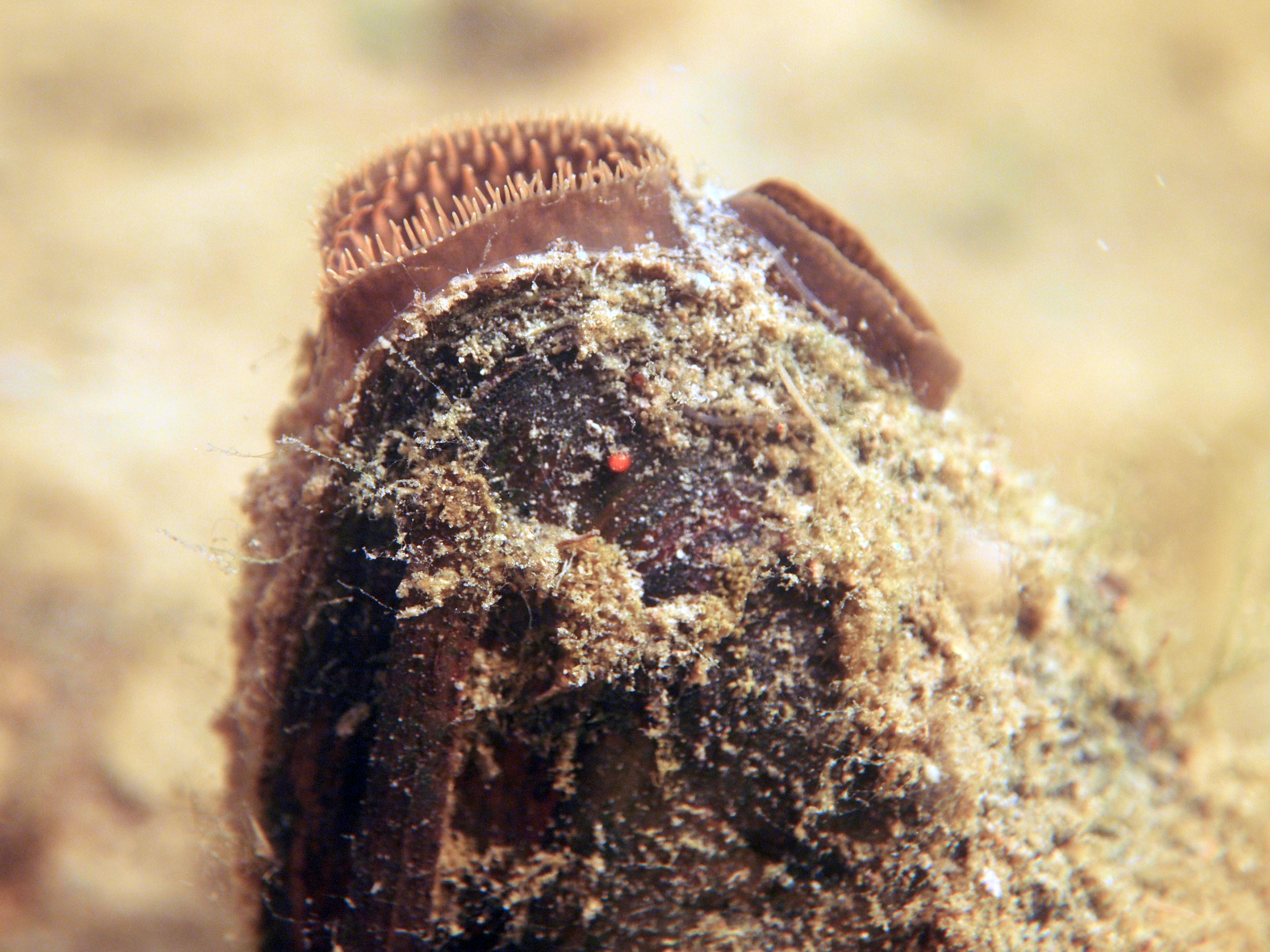 Schildersmossel, filtert het Reitdiephaven water. 11 mei 2018