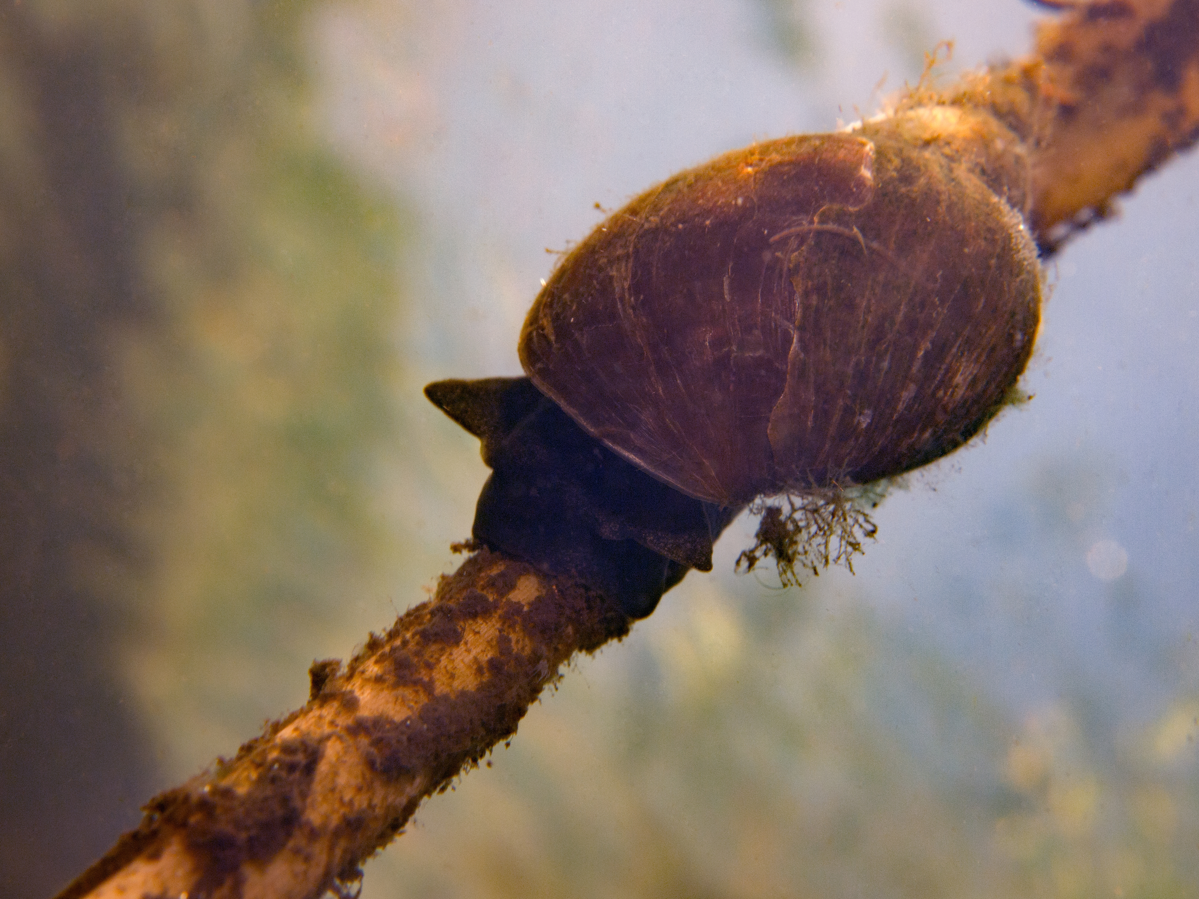 Gewone poelslak, Driemerenweg Meerstad 27 mei 2018