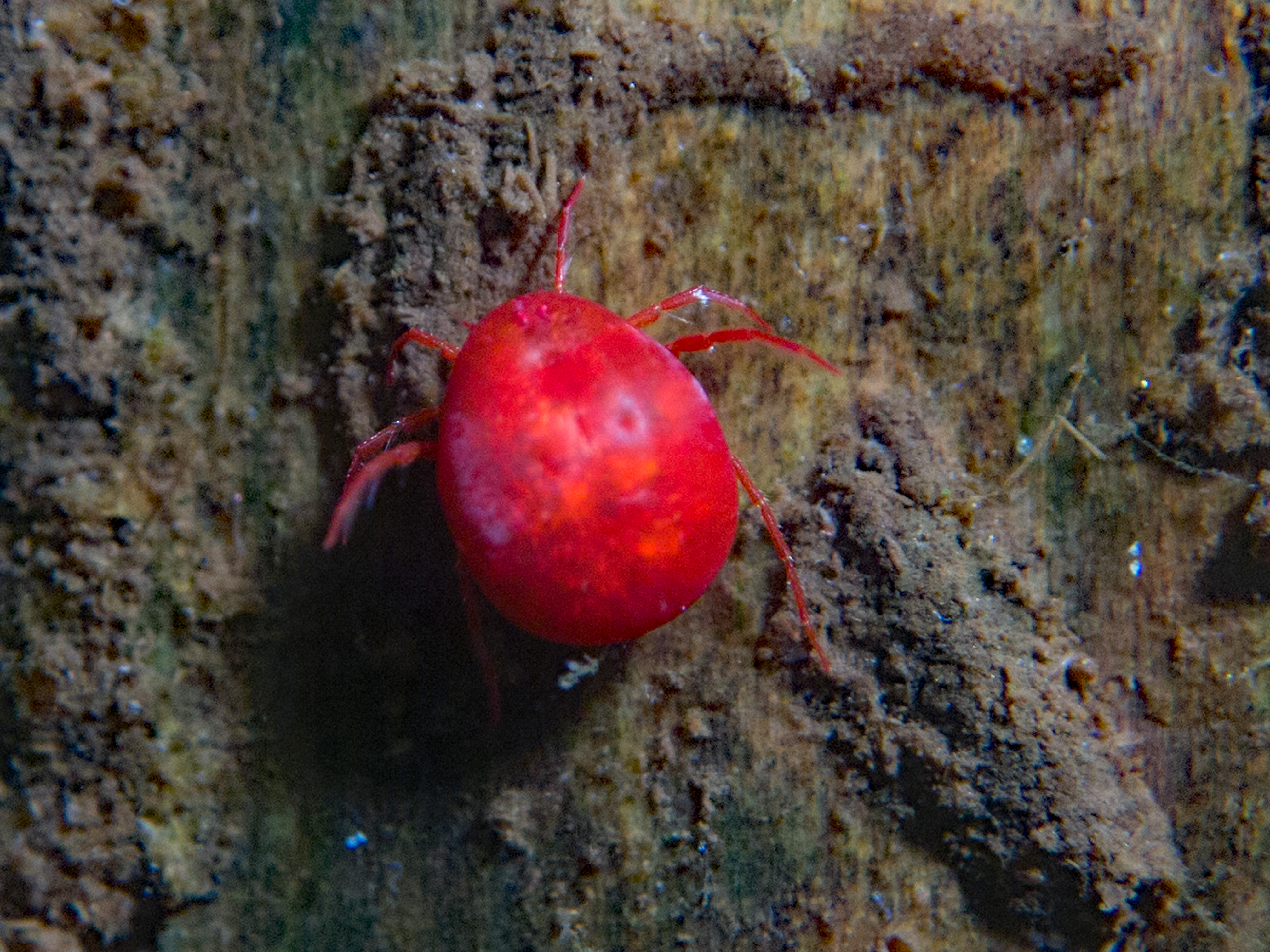 Watermijt, teken van schoon water, Meerstad 9 juni 2018.