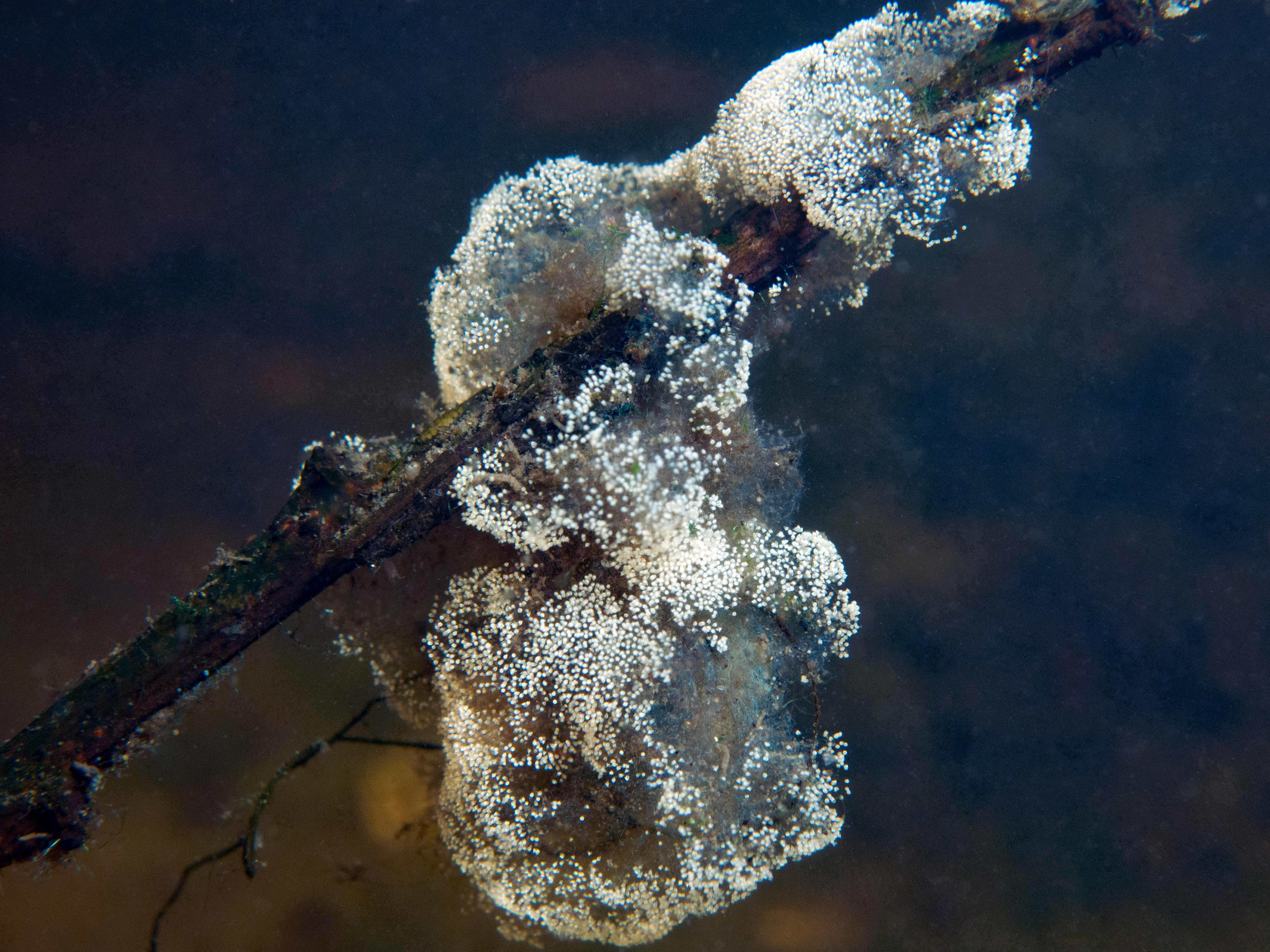 Klokdiertjes. Noorderplantsoen (zuid) 27 mei 2018.
