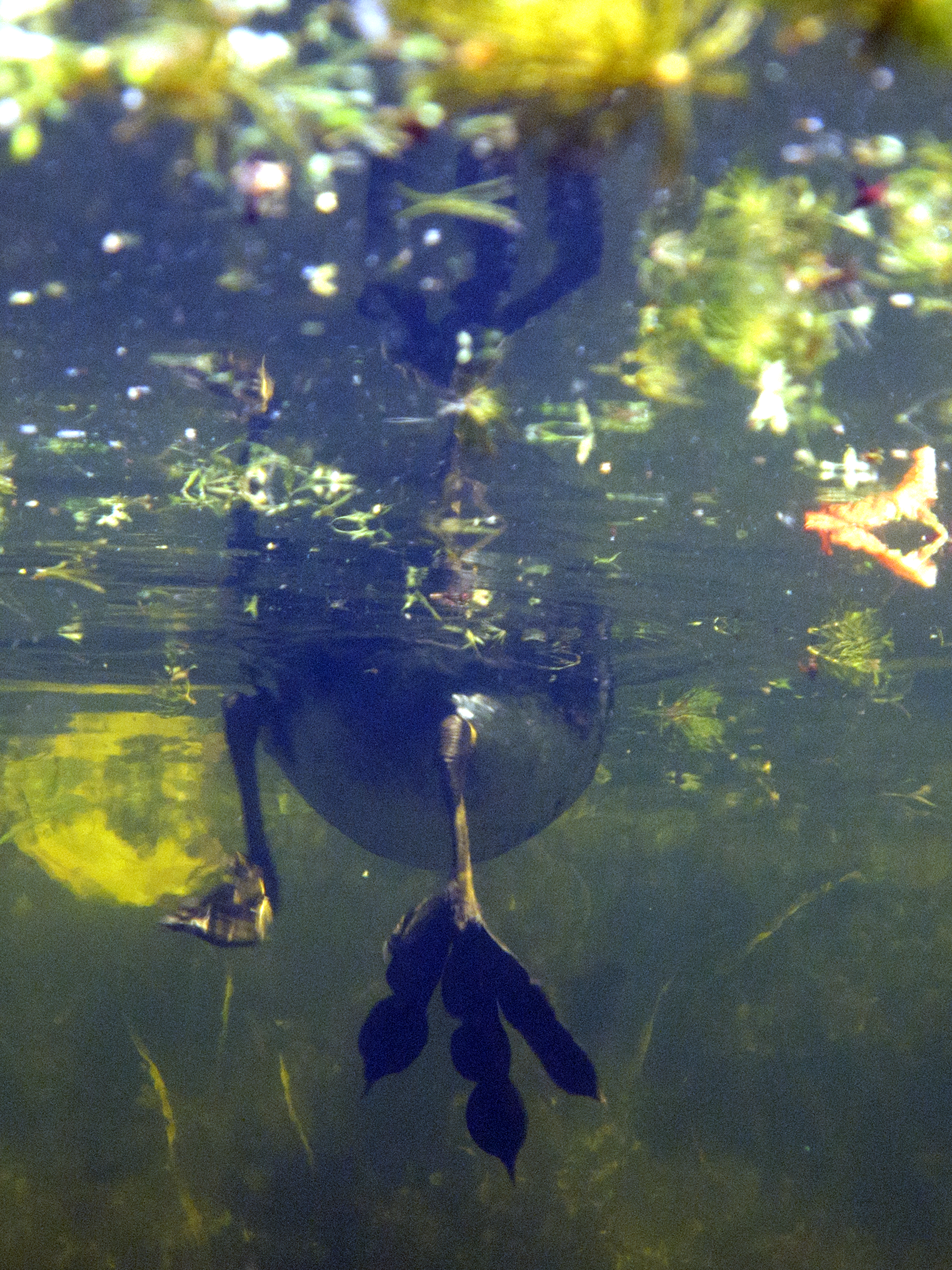 Jonge meerkoet trappelt vooruit. Noorderplantsoen 1 juli 2018