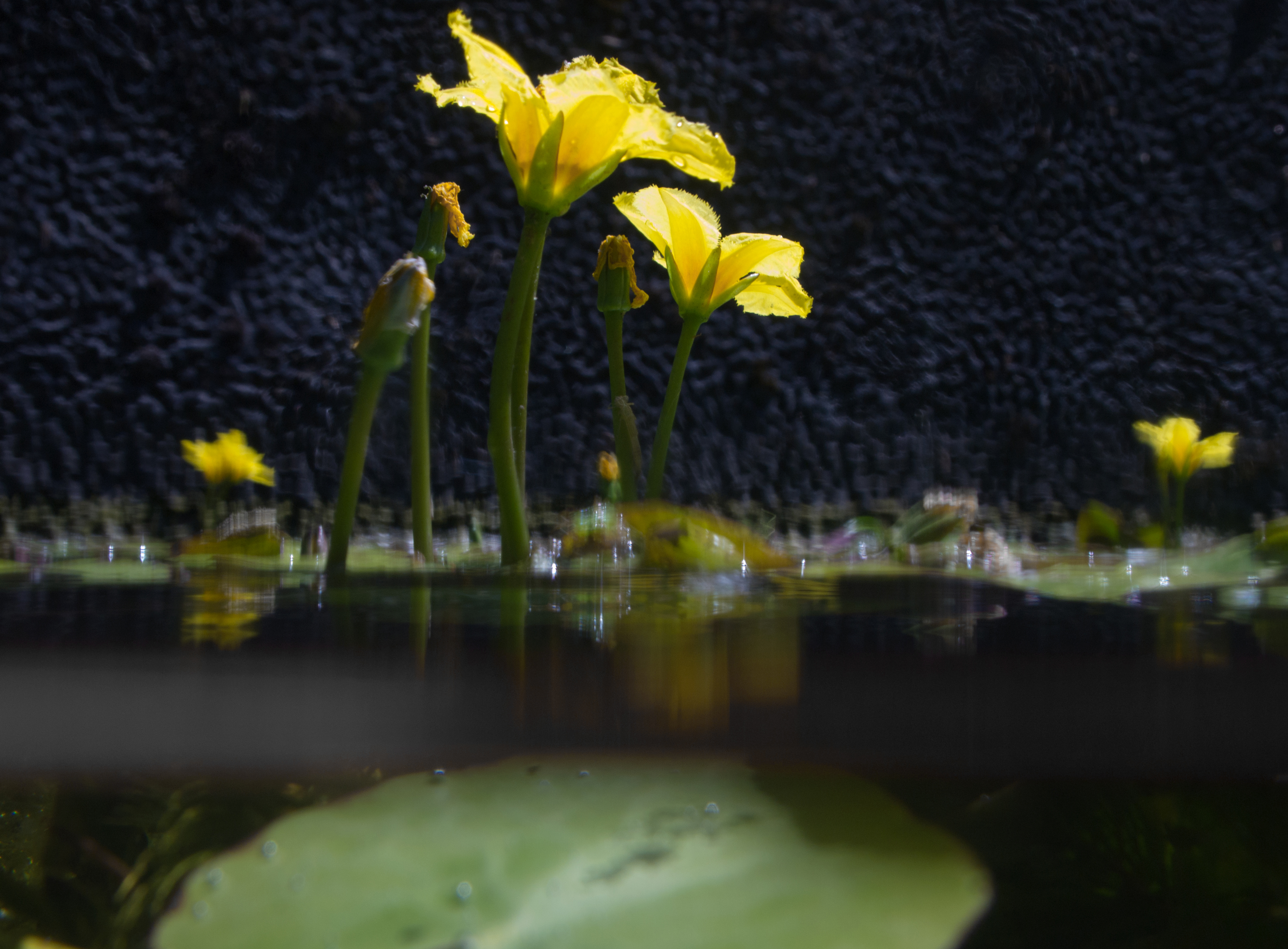 Watergentiaan onder en boven water. Noorderplantsoen 1 juli 2018