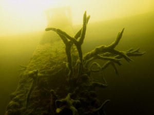 Juist door het tegenvallende zicht mooi, spons in de Reitdiep Jachthaven.