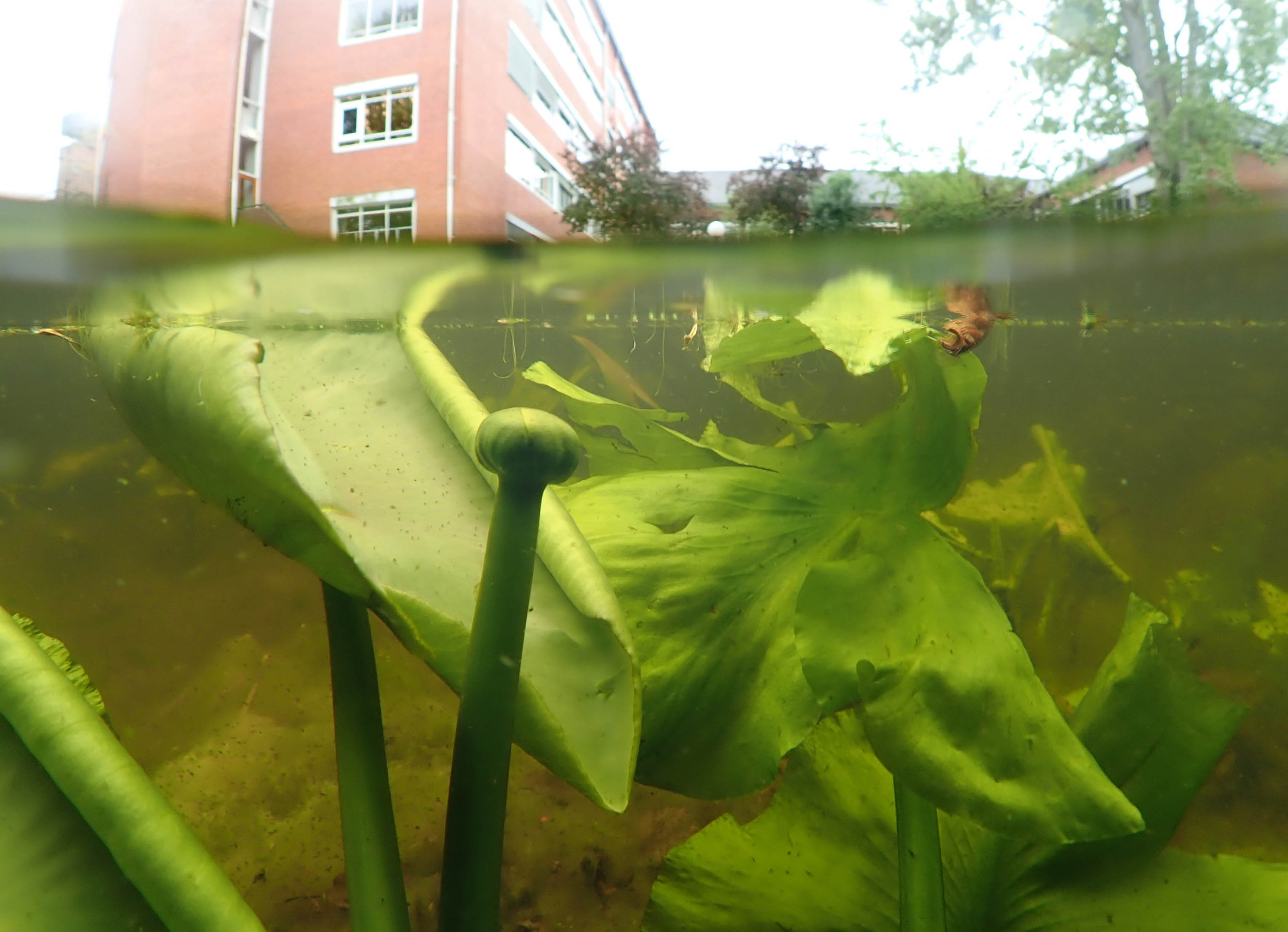 20190428-GelePlomp-Nuphar-lutea-01b-PCampersnglGron.jpg.jpg