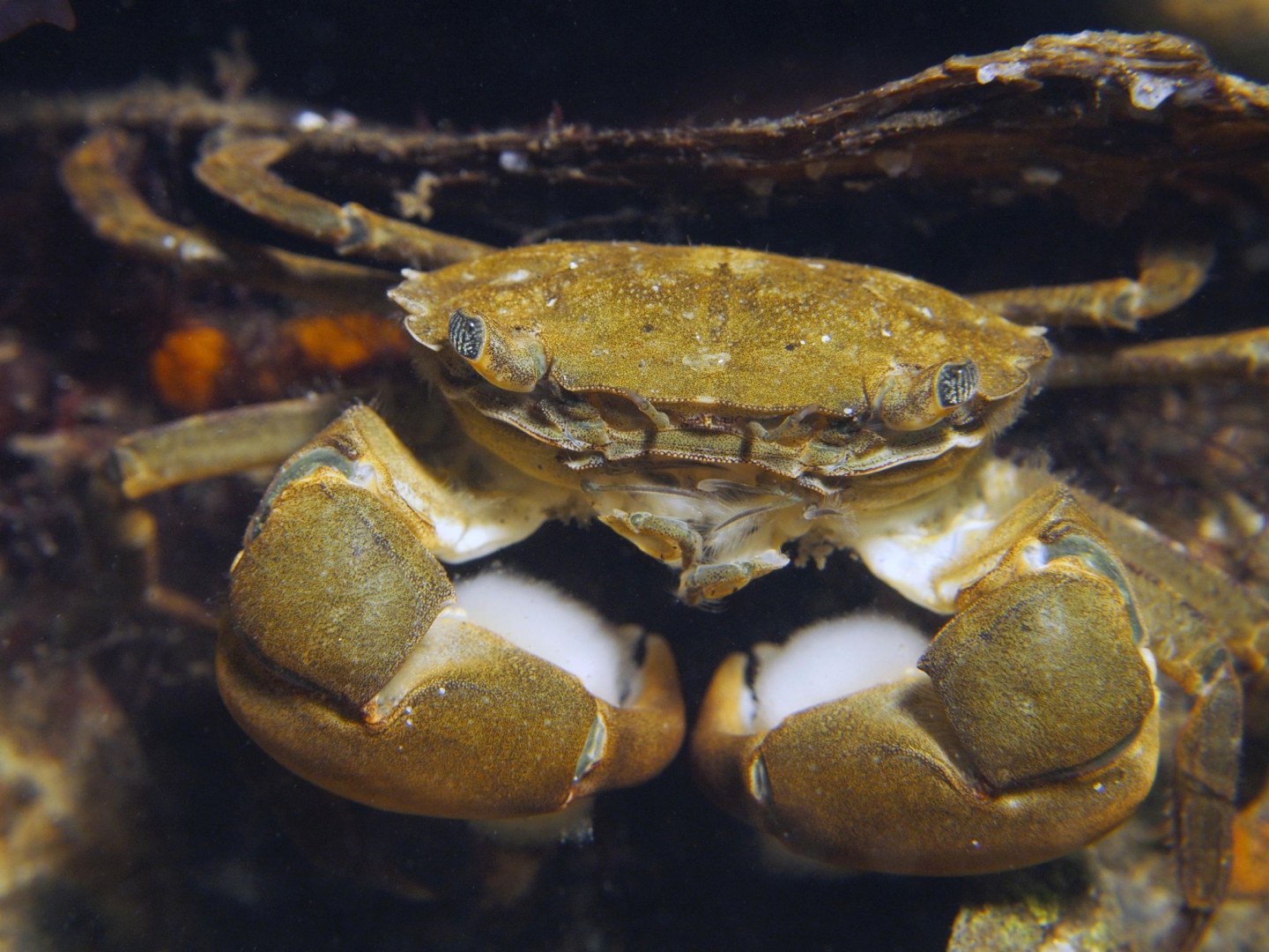 069-20161001-Penseelkrab-Hemigrapsus-takanoi-1a-KerkwegDenOsseZeeland.jpg