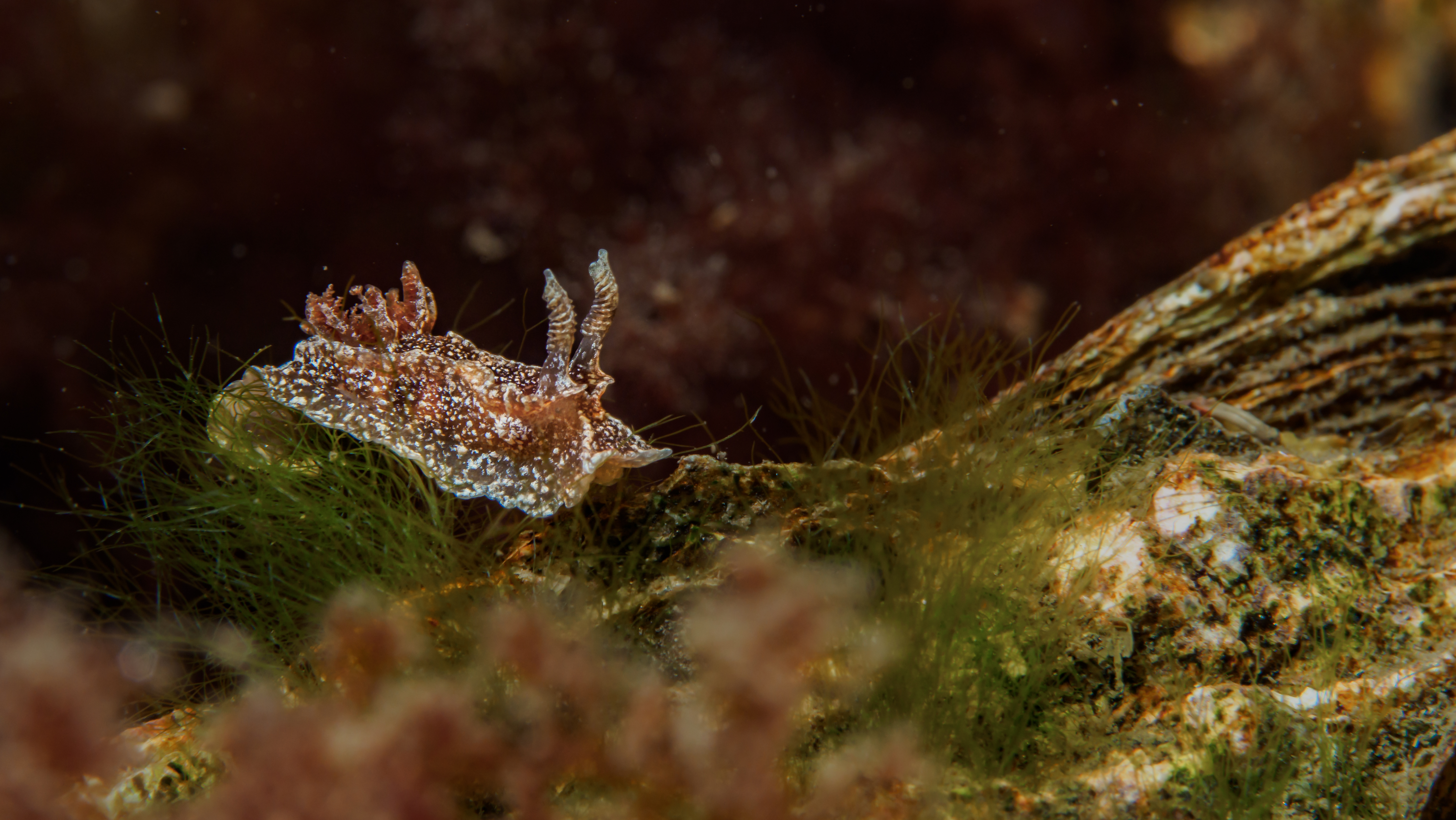 December 2019-Zeeland-Grevelingen-Franskockrif-Bruine.plooislak, macro