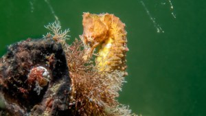 20220912_Zeeland_Zeepaardje_P9120539.jpg