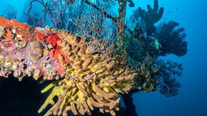 Jane Sea wrak, Aruba 2022