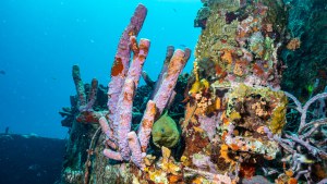 Jane Sea wrak, Aruba 2022