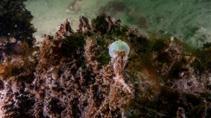 20250302_WinterZeeland, Zoetersbout. Diesltreinworm met eikapsel