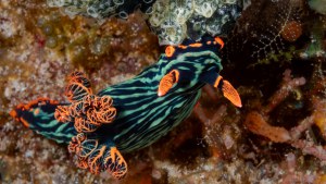 2024_Indonesie_GiliTrawagan_TurtlePoint
