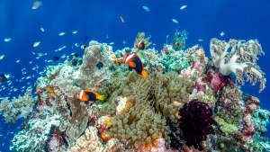 20240815_Indonesie_Mawan.divesite.Komodo