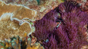 2024_Indonesie.3eduik_Mawan-Divesite.Komodo