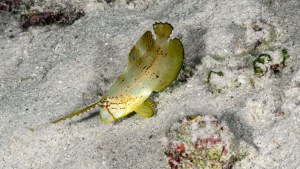 2024_Indonesie-Gili-Trawangan_Iniistius pavo (razor fish)