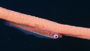 20240_Indonesie_GiliTrawagan