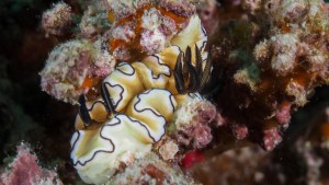 2024_Indonesie_GiliTrawagan_Glossodoris-atromarginata