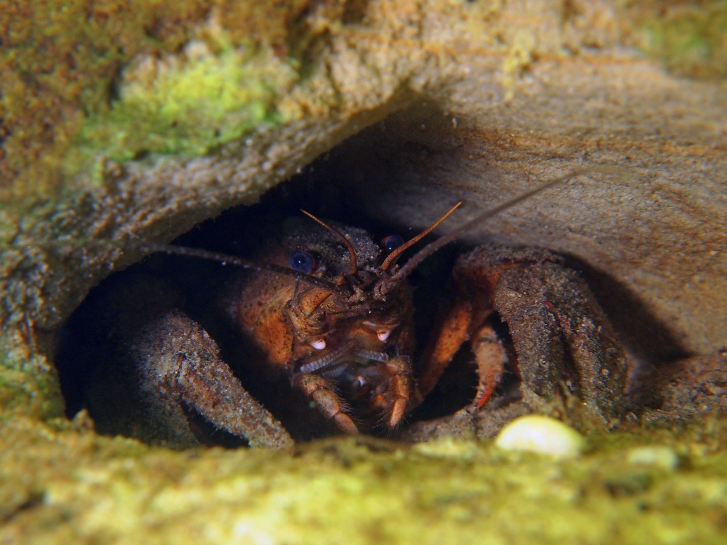 Turkserivierkreeft Astacusleptodactylus Veenmeer
